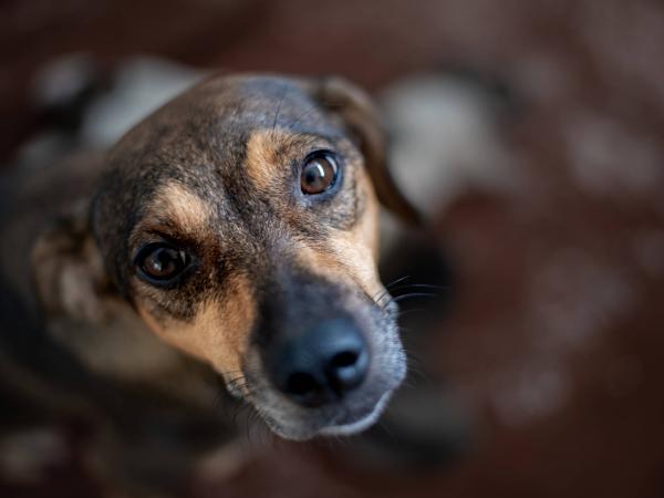 Los perros criollos son los perros menos propensos a enfermarse, según la médica veterinaria.