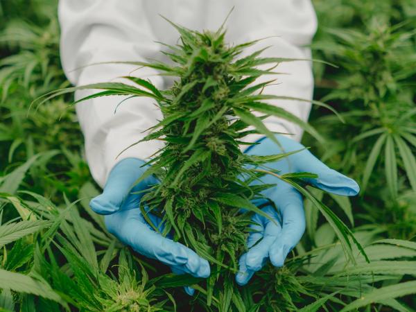 La operación de Avida Global en Colombia cuenta con los más avanzados procesos para el cultivo y producción de cannabis y sus derivados. Foto: Archivo Particular
