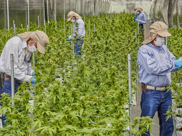 Avida Global tiene como objetivo recaudar £1,4 millones adicionales elevando a £3 millones el monto total recaudado por la cannabis medicinal. Foto: Archivo Particular