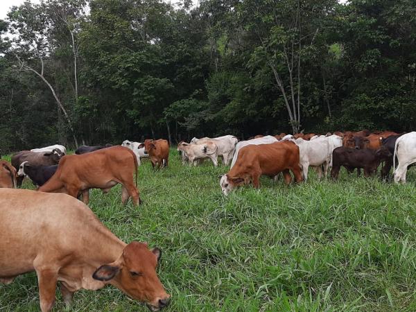 Ganado en el sur de Bolívar. Foto: Eduvin Agudelo